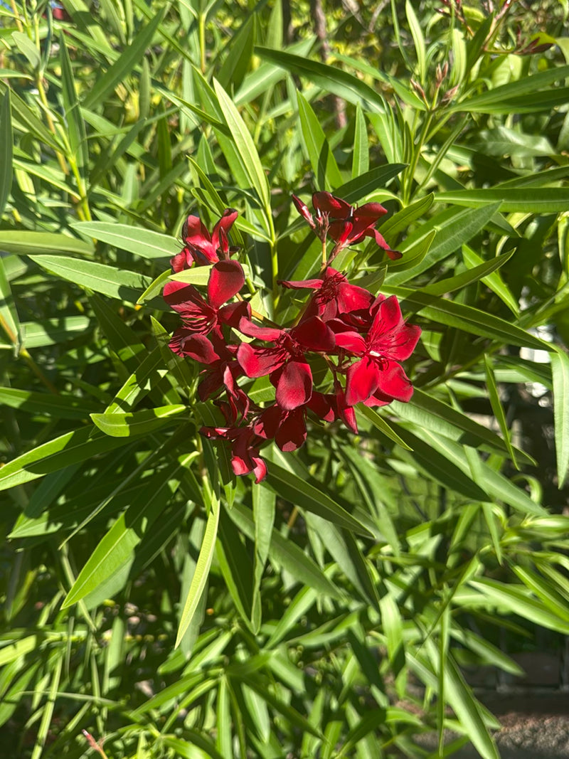 L'immagine mostra un oleandro in fiore con fiori rosso scuro e strette foglie verdi. La pianta si trova all'aperto in un ambiente naturale.