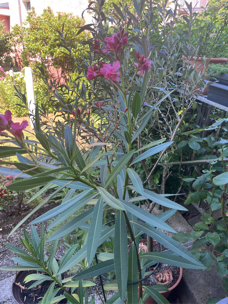 Si vede una pianta di oleandro con foglie strette caratteristiche e fiori rosa vivo sulle punte dei rami. La pianta si trova in un vaso all'aperto.