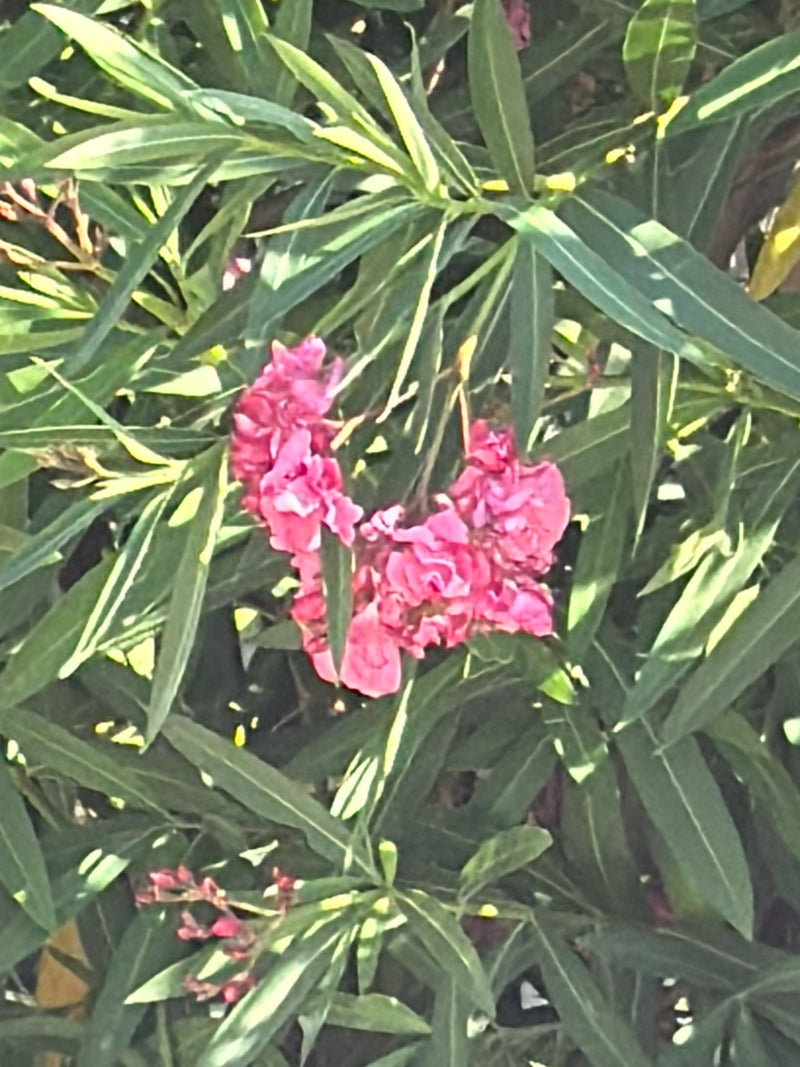 L'immagine mostra un oleandro in fiore con caratteristici fiori rosa e foglie verdi strette. La pianta si trova in un ambiente naturale.