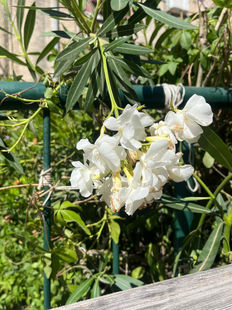 L'immagine mostra fiori bianchi e foglie strette di un oleandro. La pianta cresce in un giardino davanti a una struttura metallica verde.