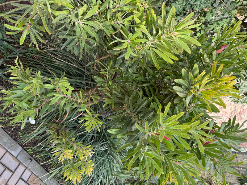 Oleander-Protea — foto 2 di 2