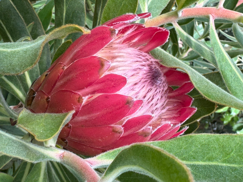 Oleander-Protea — foto 1 di 2