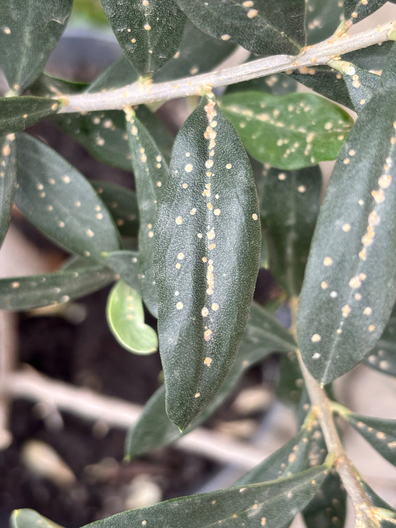 Cocciniglia dell'oleandro — Bild 1