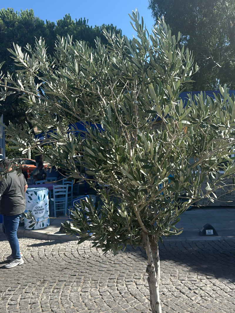 Si vede un giovane ulivo con tipiche foglie strette grigio-verdi su una piazza lastricata. L'albero si trova liberamente in un ambiente urbano.