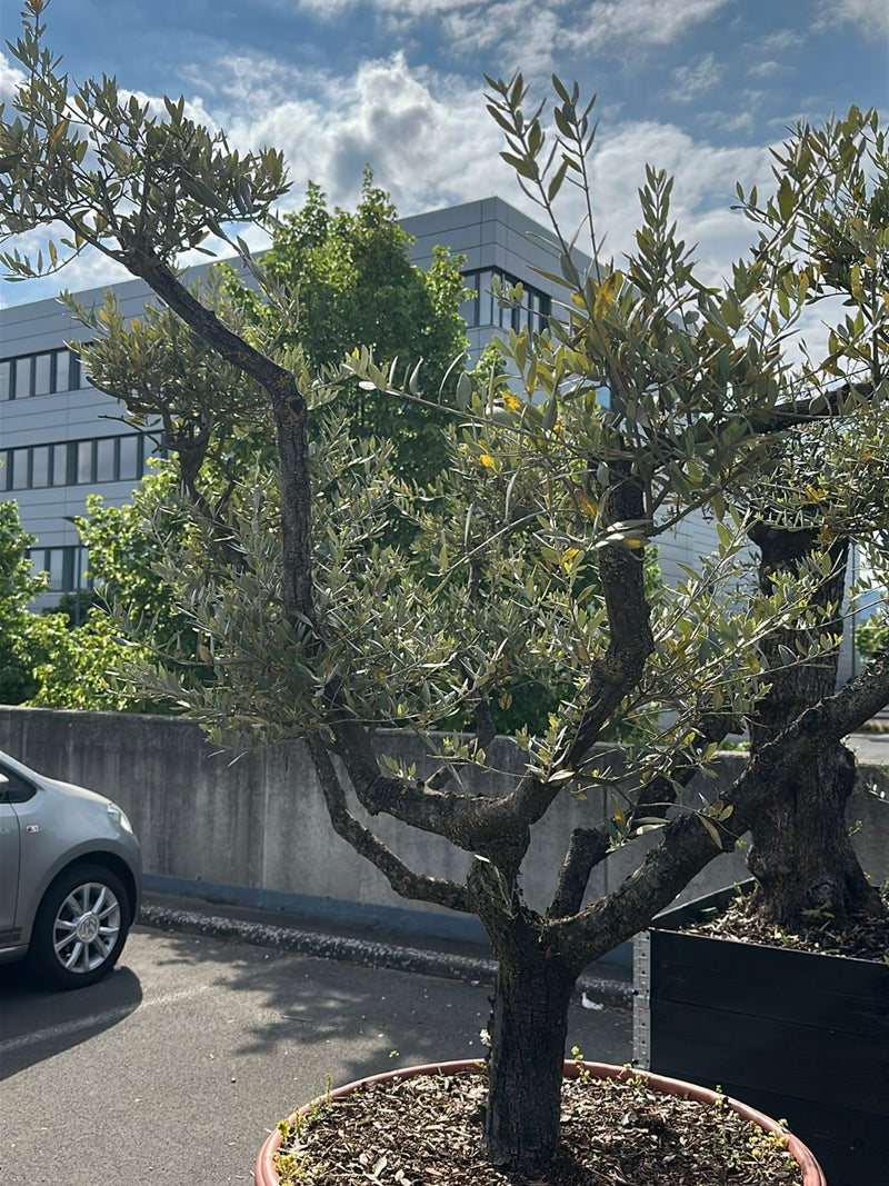 Si vede un ulivo in un vaso rotondo su pavimento asfaltato. Sul sfondo ci sono un muro, un'auto e un edificio moderno.