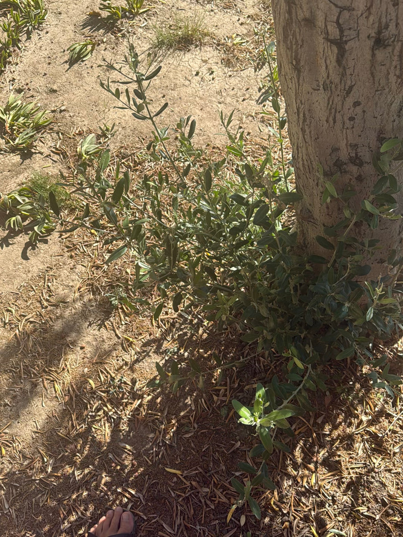 Sono visibili la parte inferiore del tronco e il fogliame di un ulivo su terreno asciutto. Le tipiche foglie strette e verde-grigio sono chiaramente riconosc...