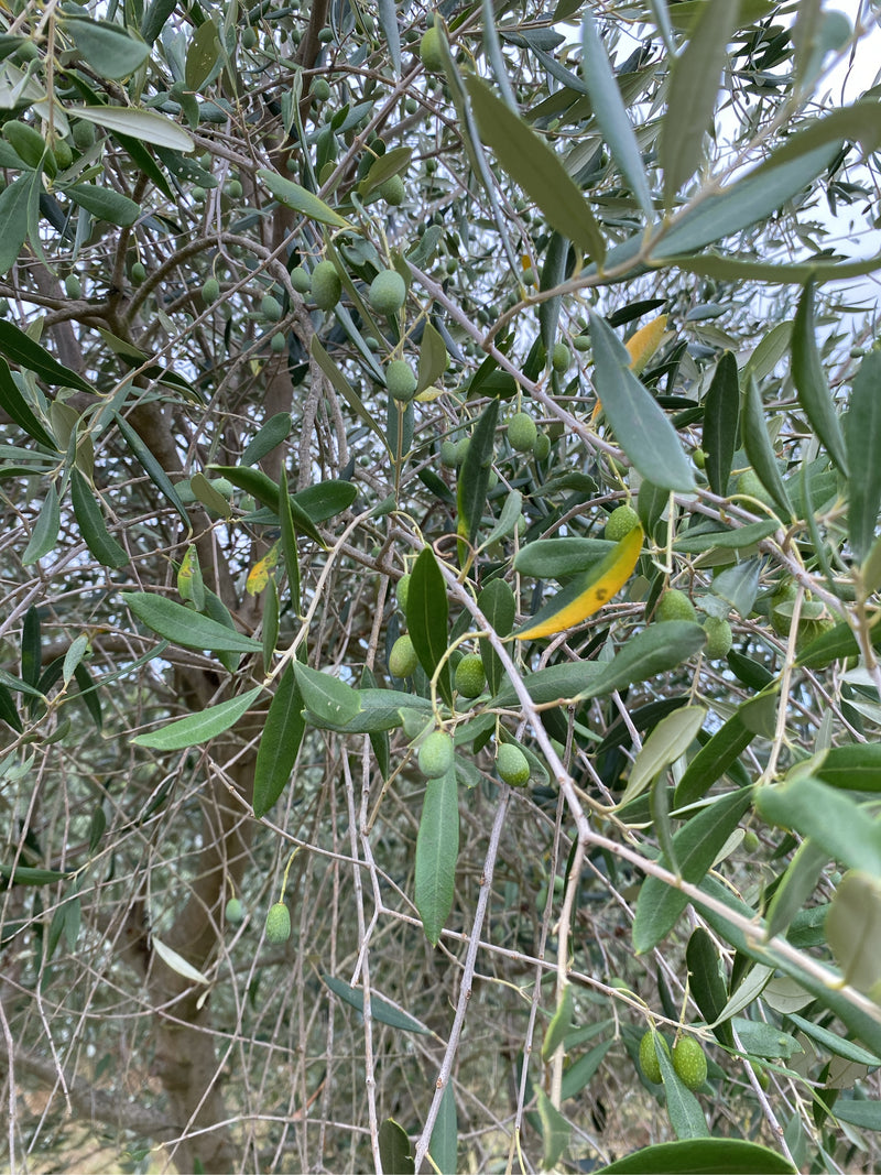 L'immagine mostra una sezione della chioma di un ulivo. Numerose foglie verdi e piccoli frutti di olivo acerbi pendono dai rami.