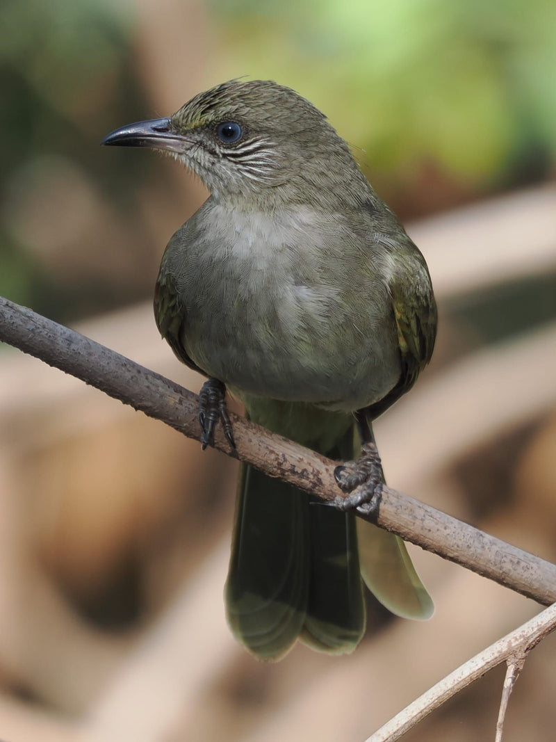 Bulbul dalle ali d'ulivo — Bild 1