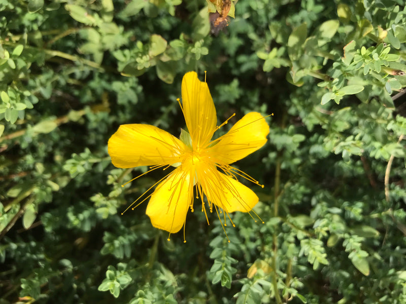 Erba di San Giovanni dell'Olimpo — foto 3 di 3