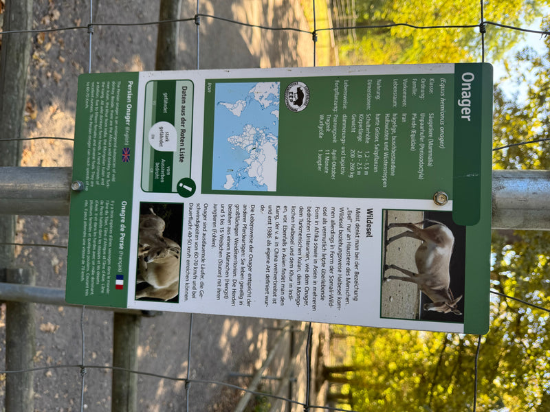 Onager — foto 1 di 2
