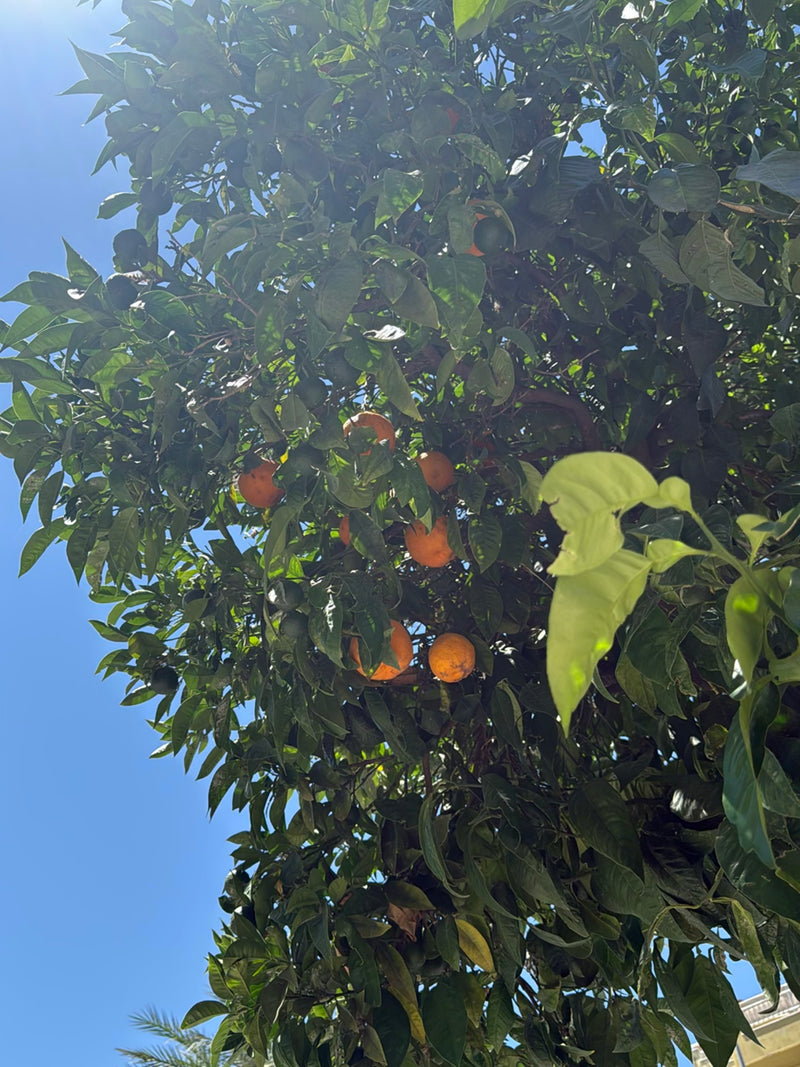 Arancio — Bild 3