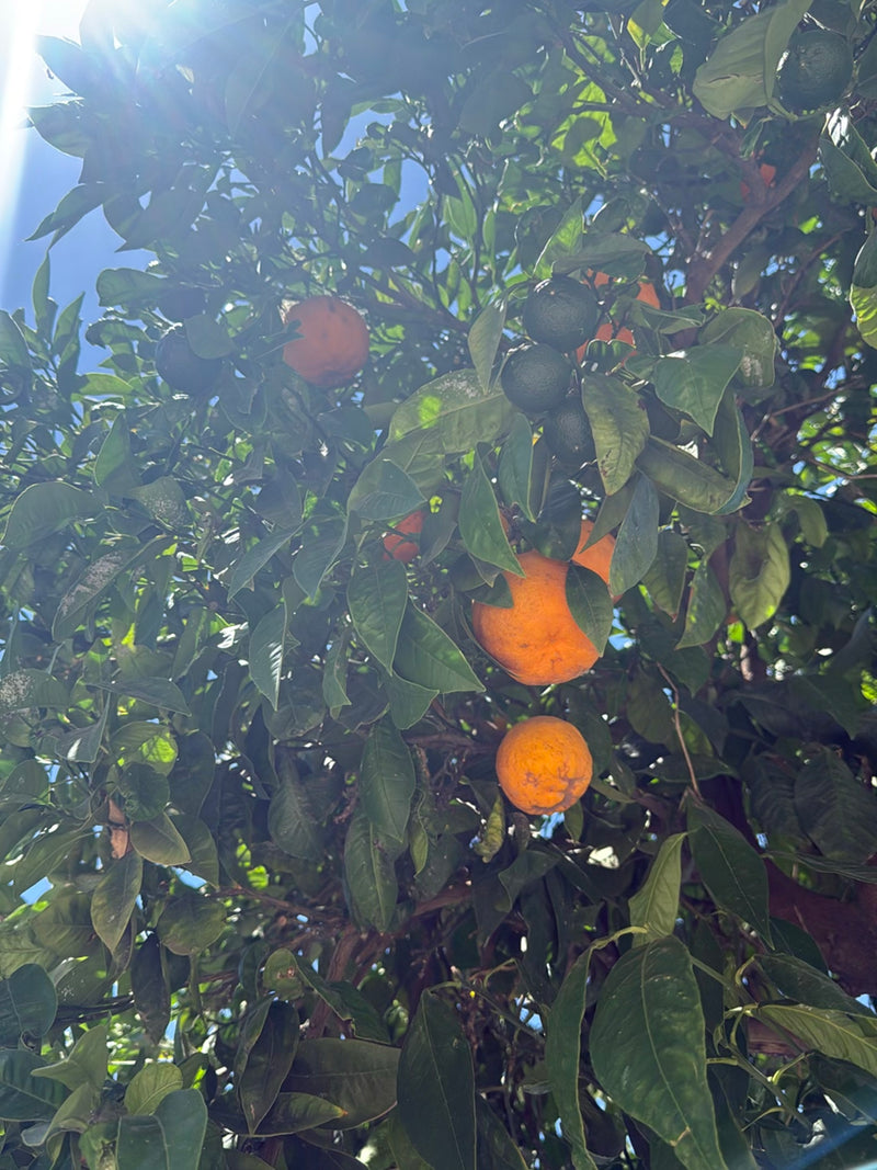 Arancio — Bild 4