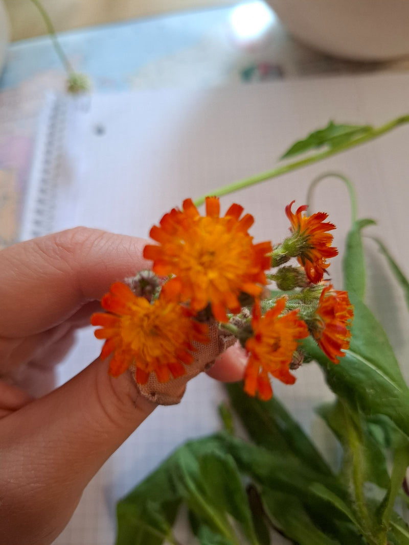 Pilosella rosso-arancio — Bild 2
