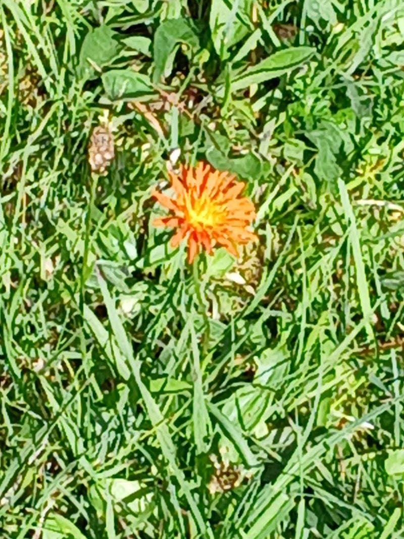Pilosella rosso-arancio — Bild 1