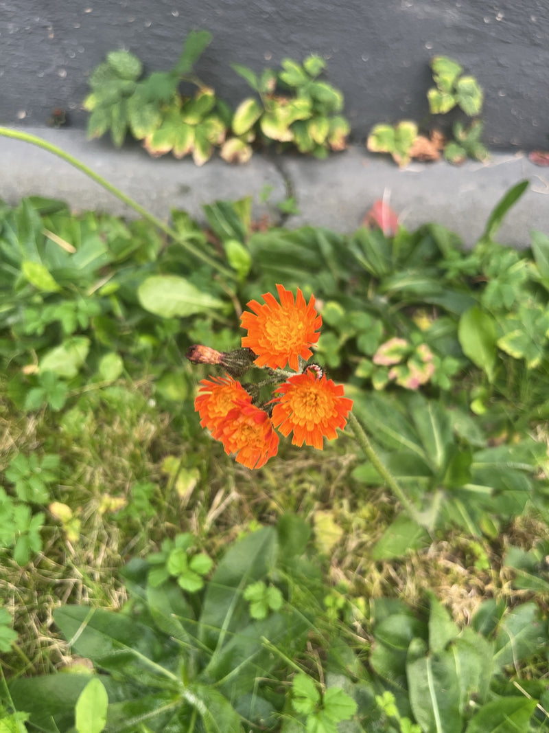 Tre capolini aperti di colore arancio-rosso di una sparviere aranciato su un prato vicino a un bordo.