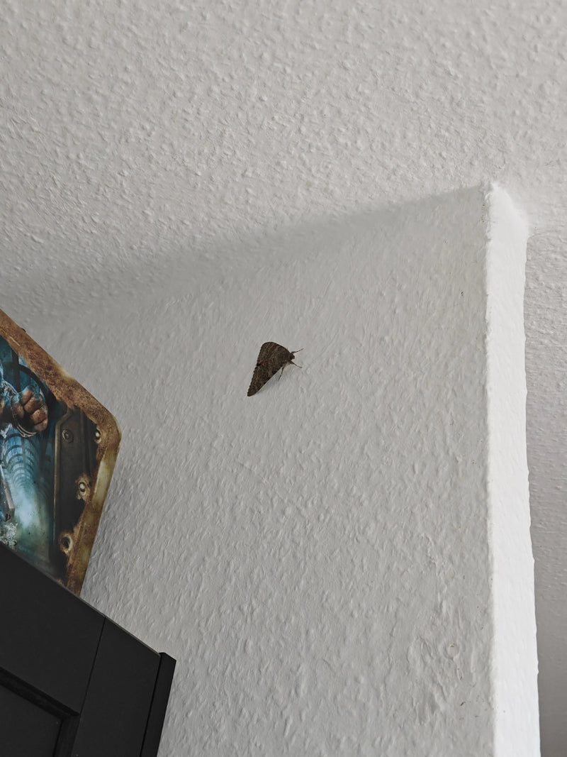 Nastro — Bild 2