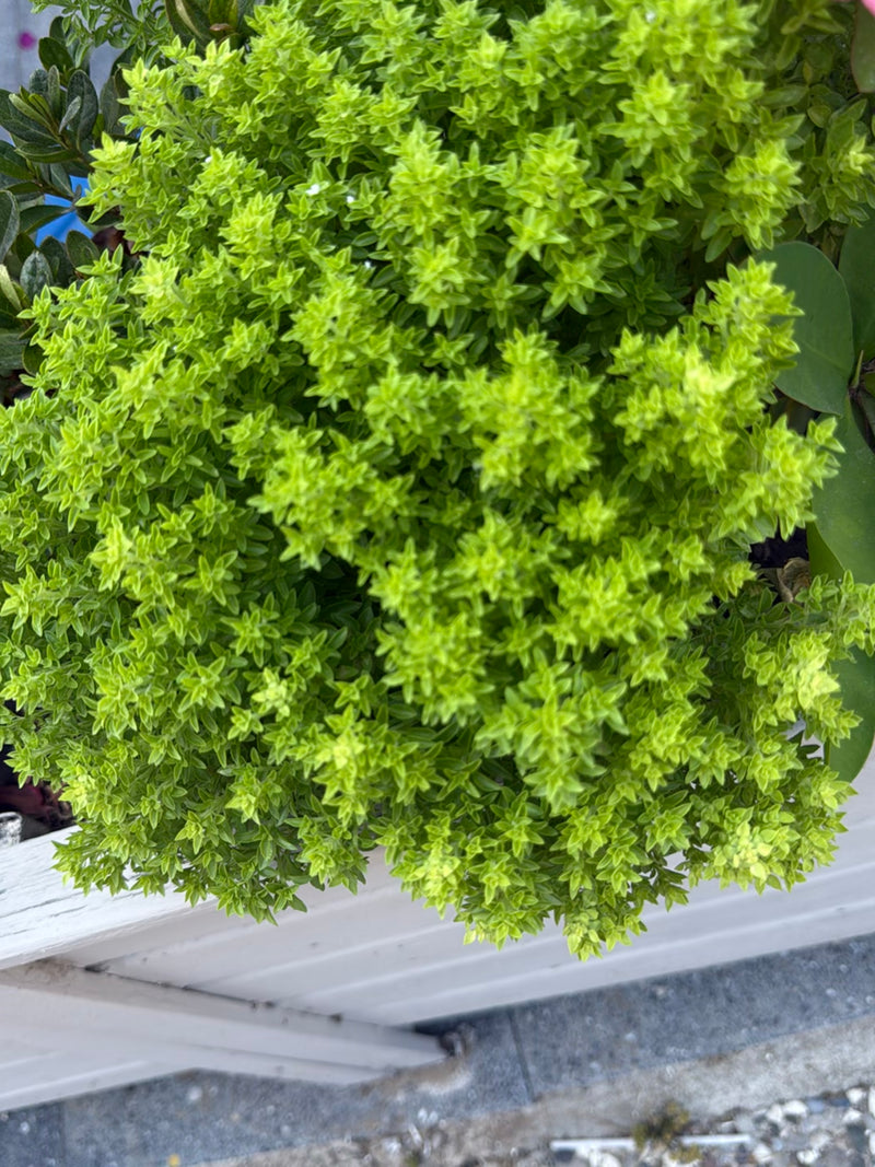 origano — foto 3 di 21