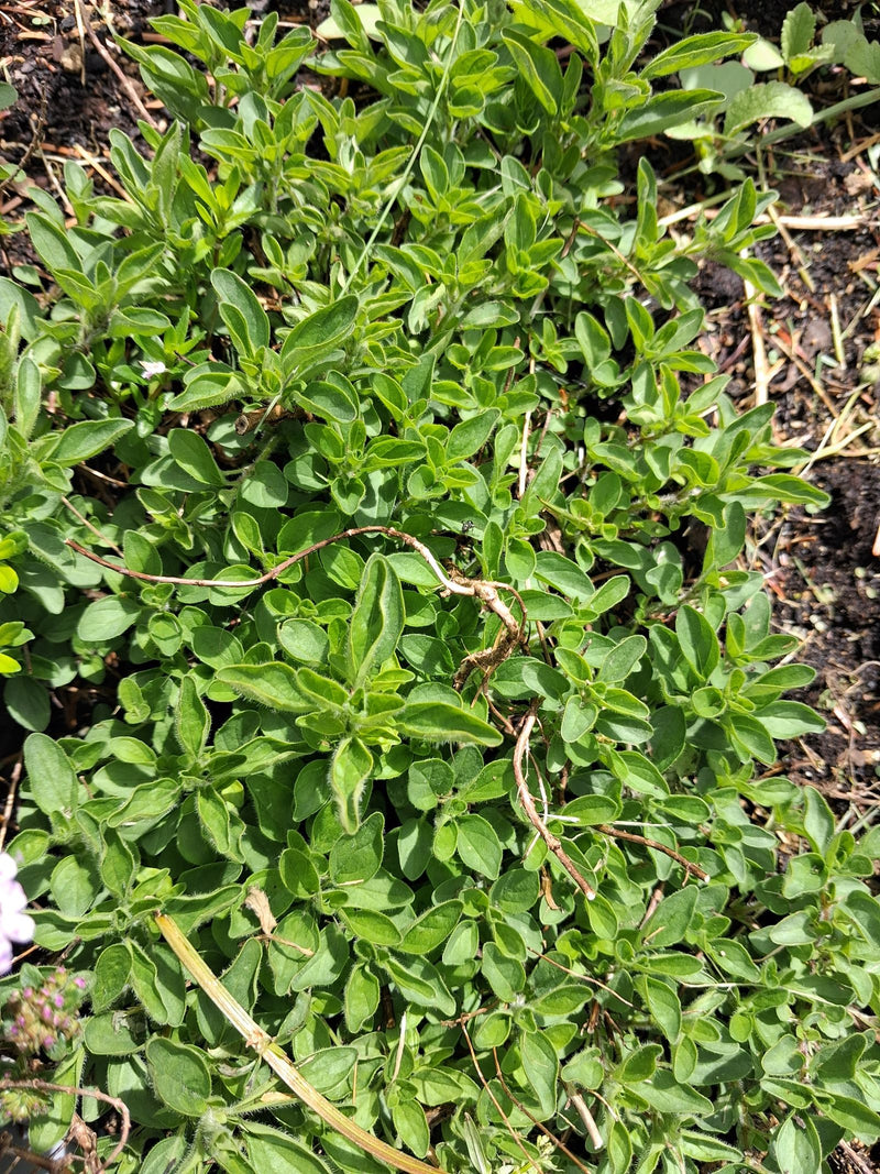 origano — Bild 2