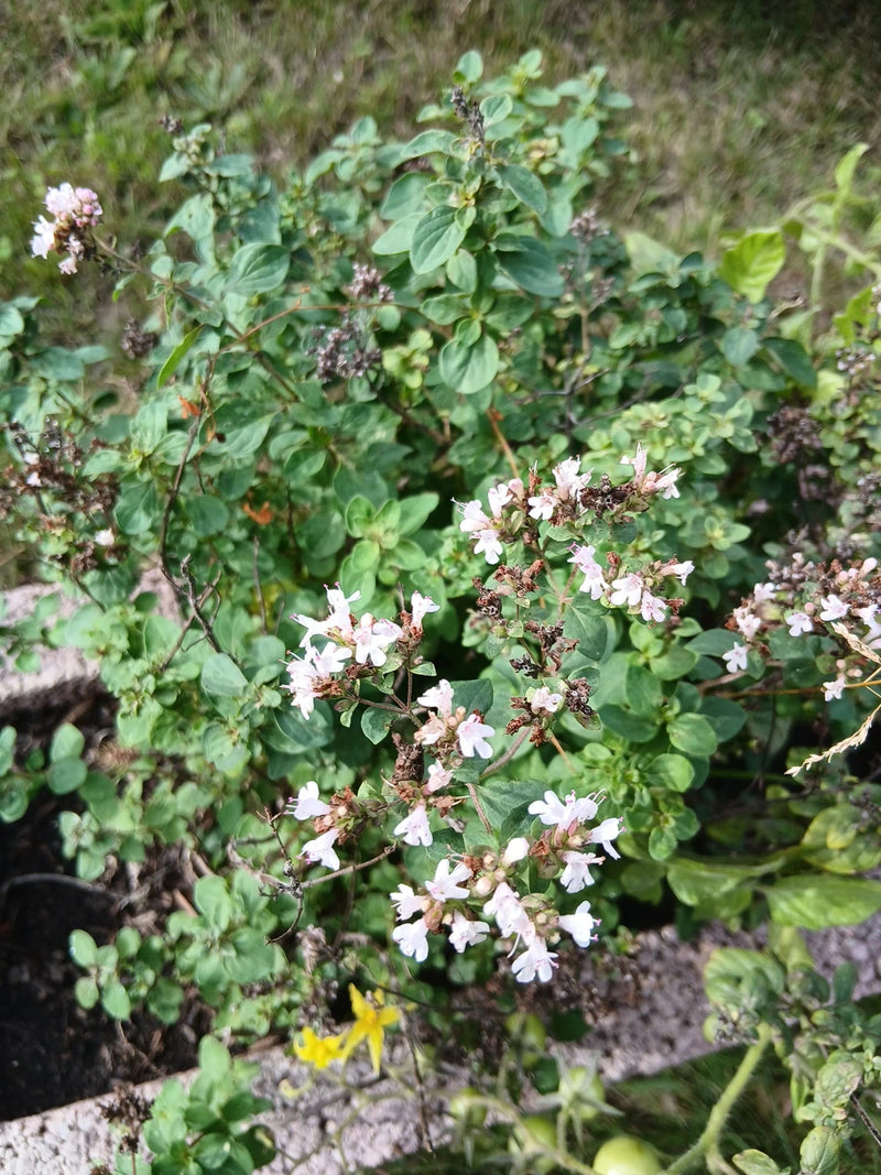Una pianta di origano in fiore con numerosi piccoli fiori bianco-rosati e fitte foglie verdi in un giardino.