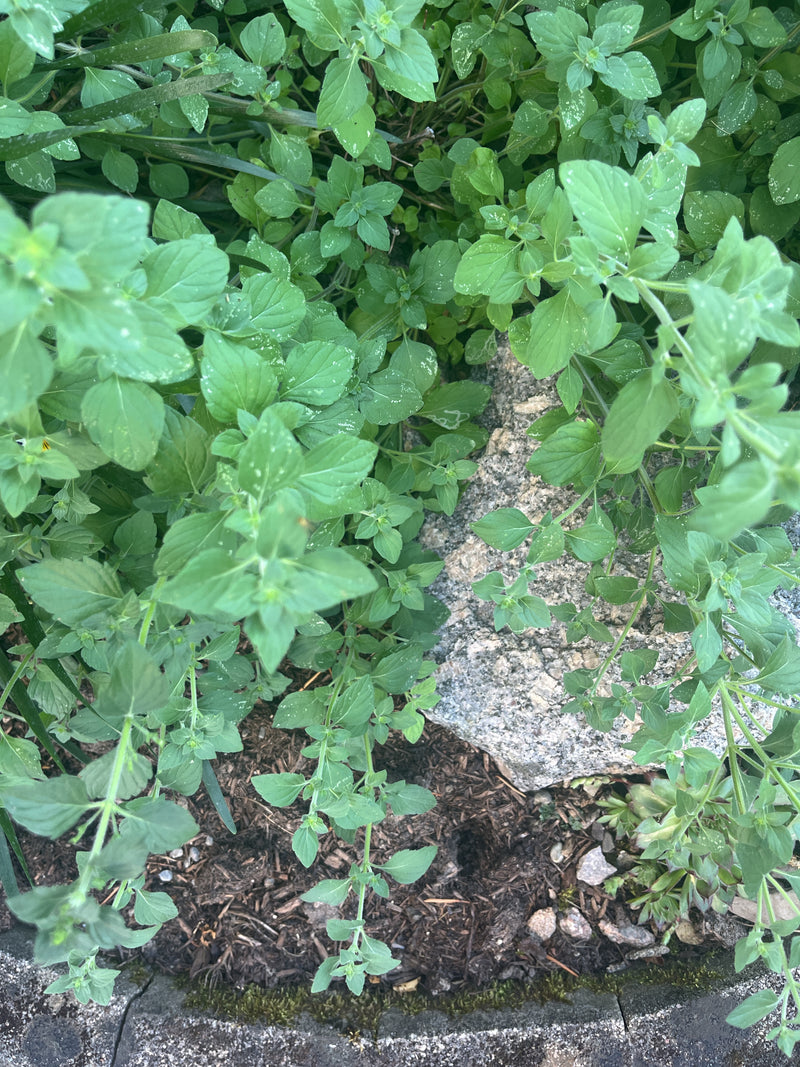 origano — foto 4 di 21