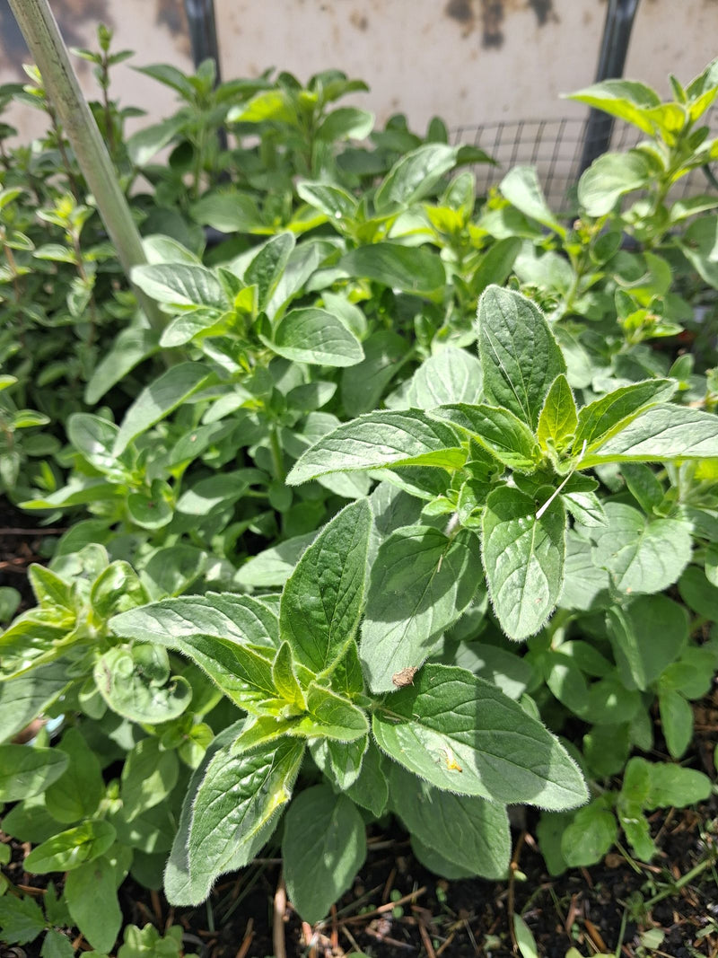 origano — Bild 3
