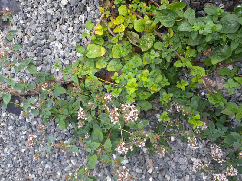 origano — foto 5 di 21