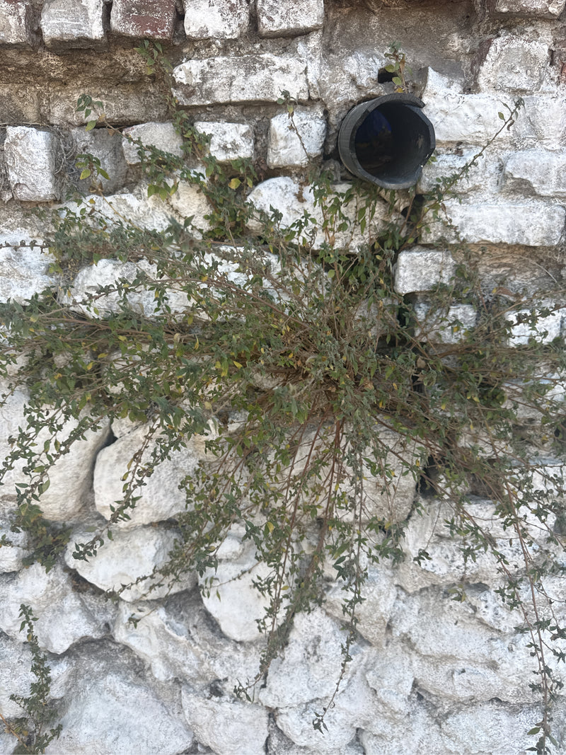 Origano (Dost) — Bild 2