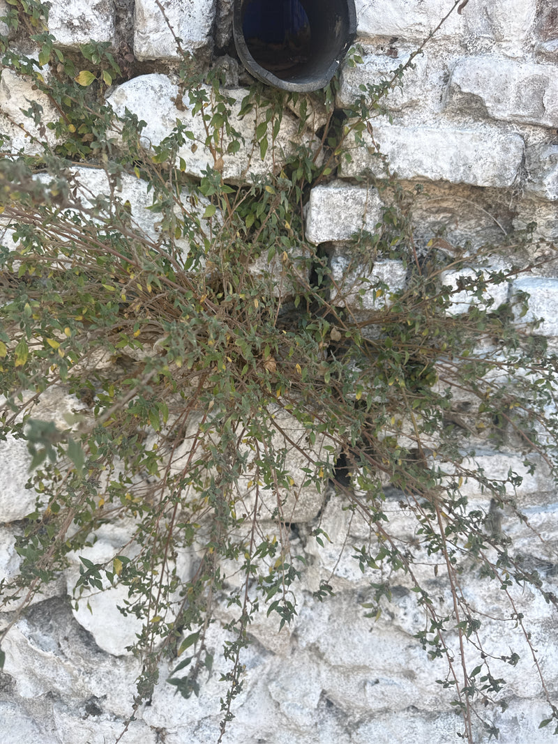 Origano (Dost) — Bild 1