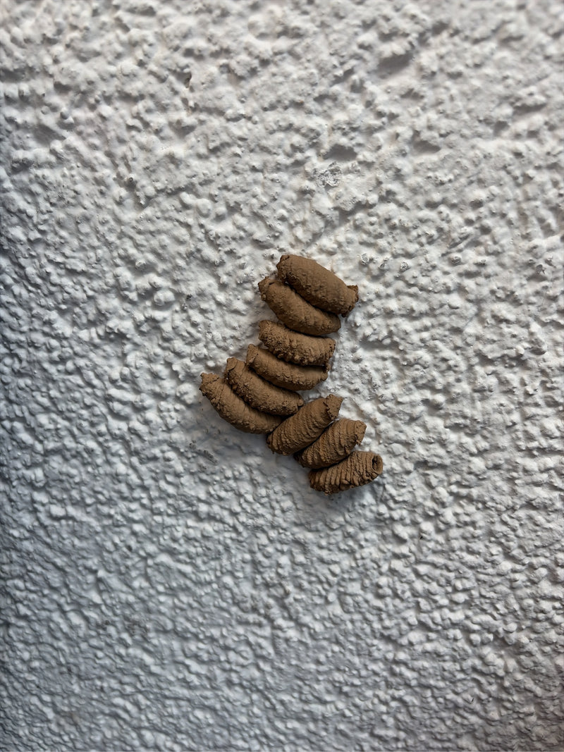 Vespa murale orientale — foto 2 di 19