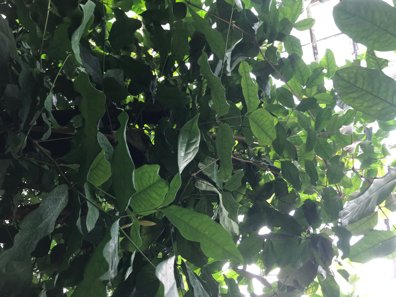 Ovalblättriger Gnetum-Baum — foto 2 di 2