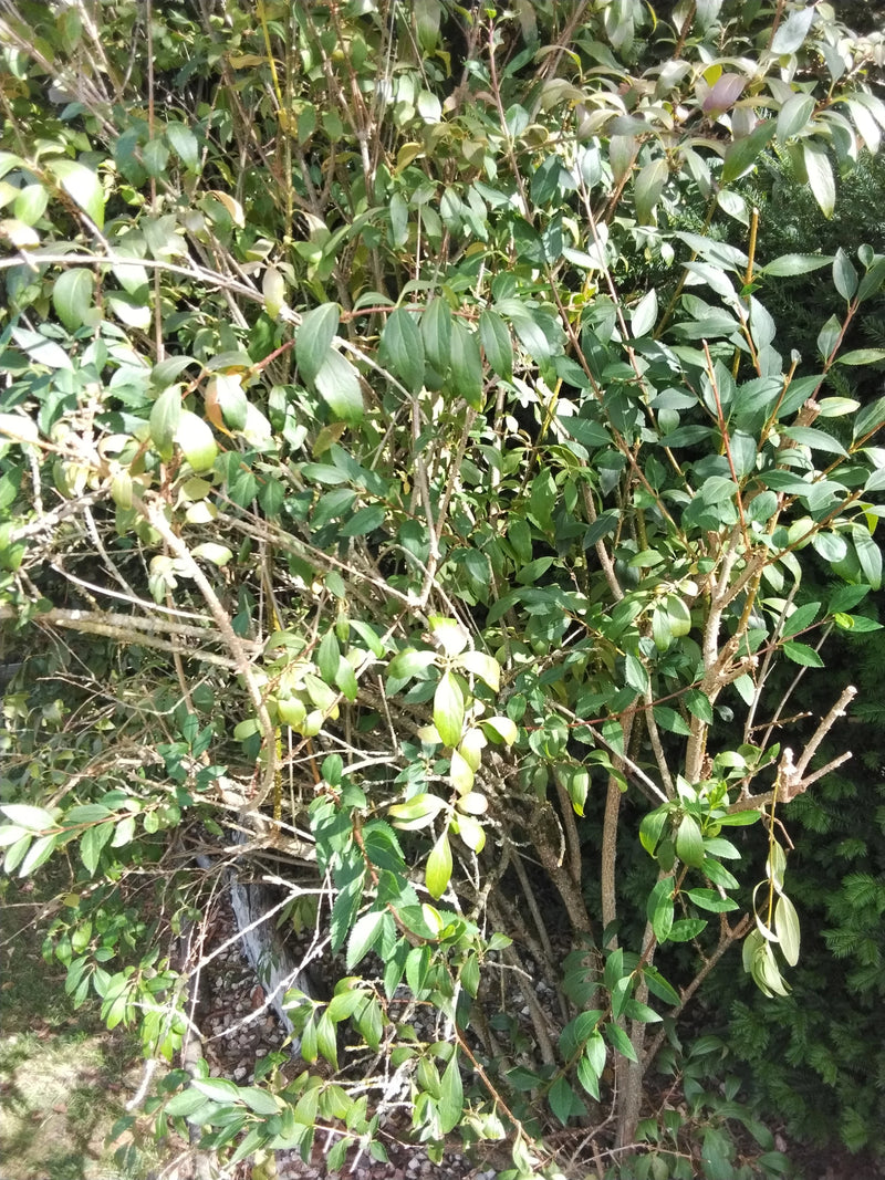 Ligustro a foglia ovale — foto 1 di 4