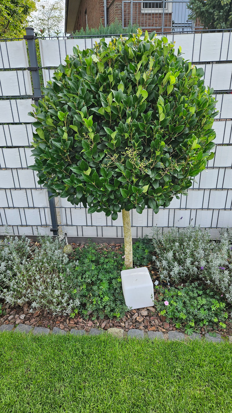 Un alberello a forma sferica di ligustro a foglie ovali cresce in un'aiuola davanti a una recinzione.