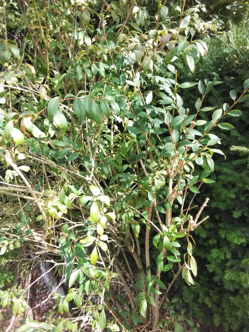 Ligustro a foglia ovale — foto 2 di 4