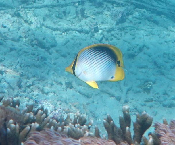 Pesce farfalla ovale — Bild 1