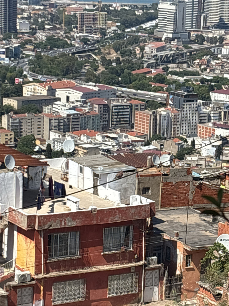 colomba di palma — Bild 1