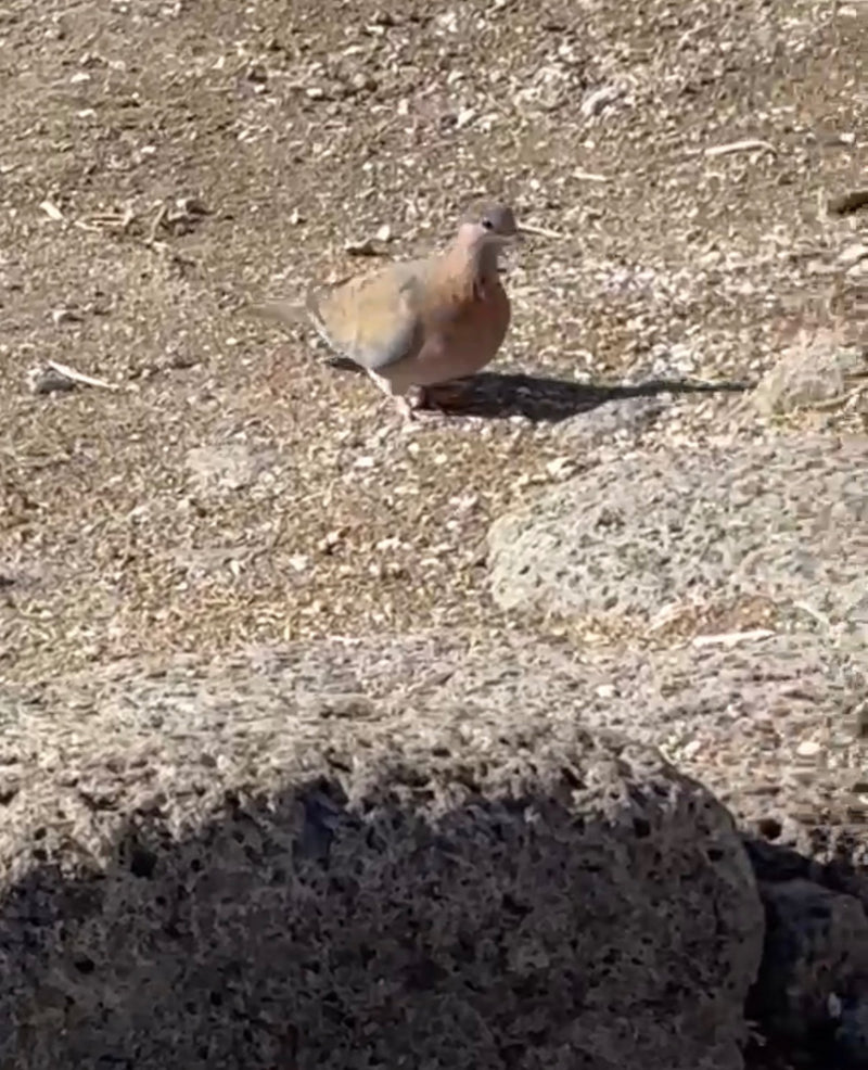 Una tortora delle palme si trova su un terreno asciutto e pietroso dietro una roccia.