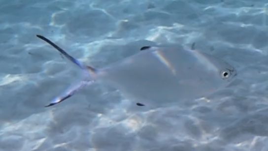 Palometa — foto 1 di 1