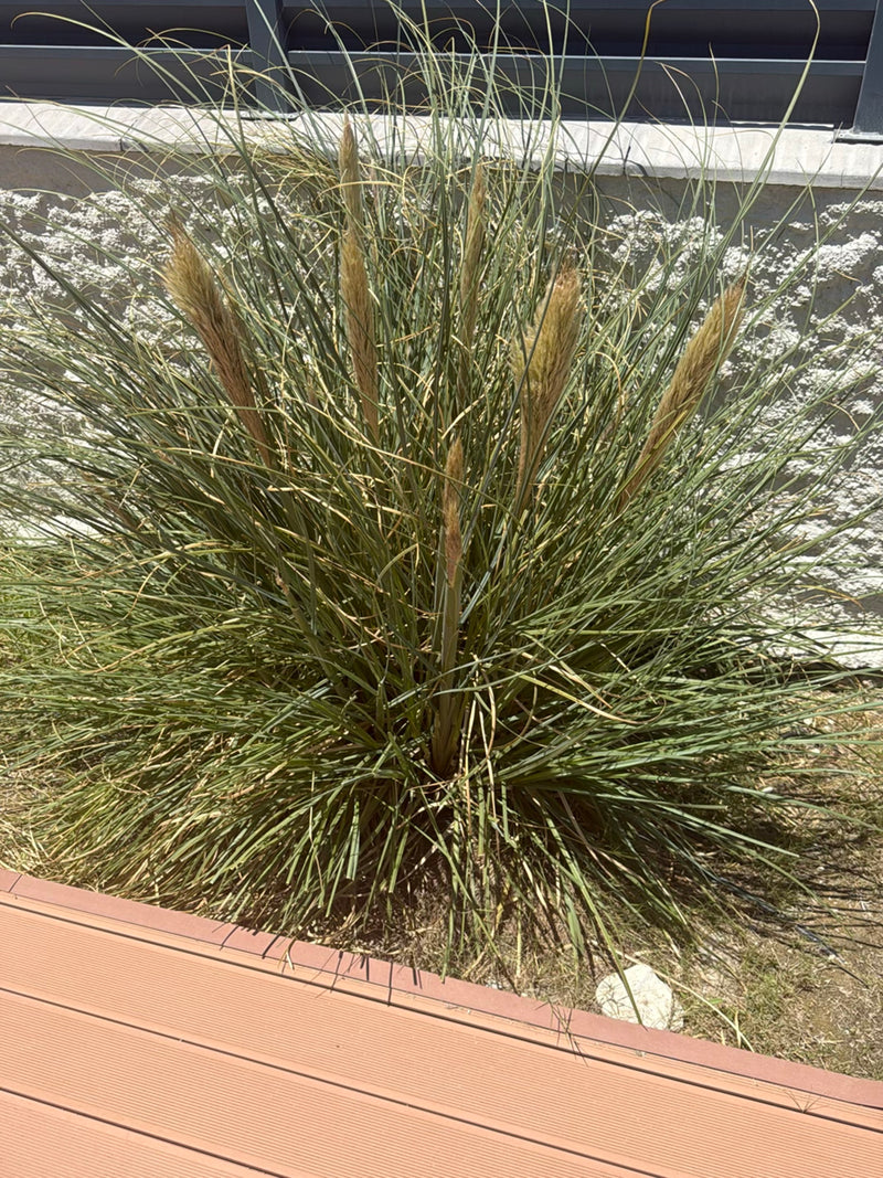 È visibile un grande cespuglio di erba della Pampa con infiorescenze caratteristiche davanti a un muro chiaro. La pianta cresce in un giardino.