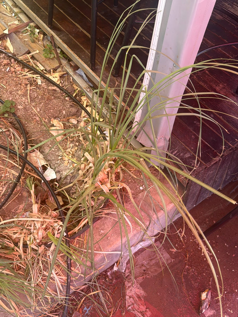 L'immagine mostra una giovane erba della pampa con foglie lunghe e strette che cresce sul terreno vicino a una terrazza.