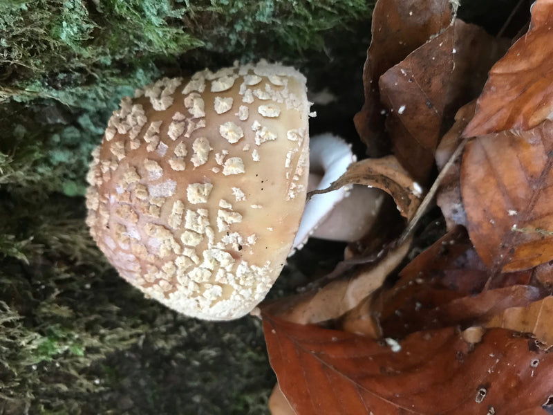 Fungo pantera — foto 3 di 4