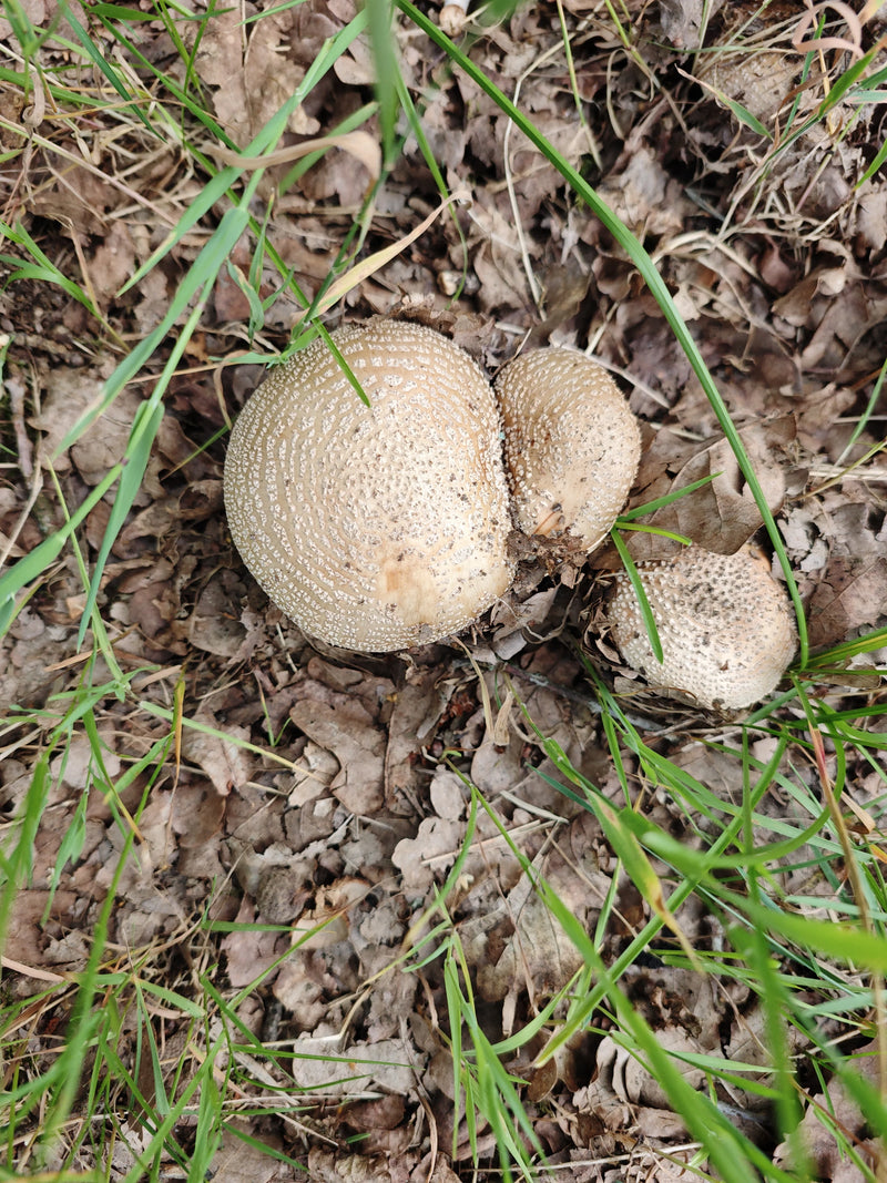 Fungo pantera — Bild 1