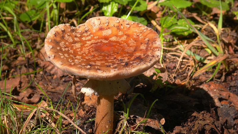 Fungo pantera — foto 2 di 4