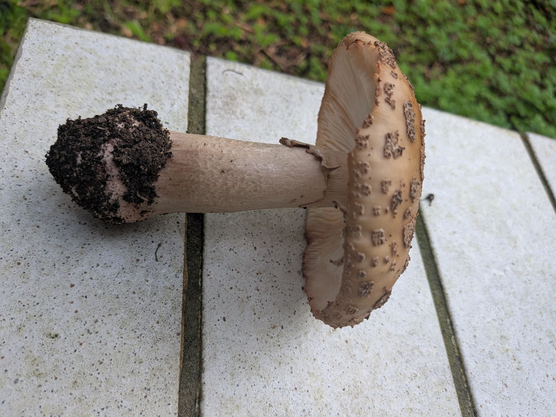 Fungo pantera — foto 4 di 4