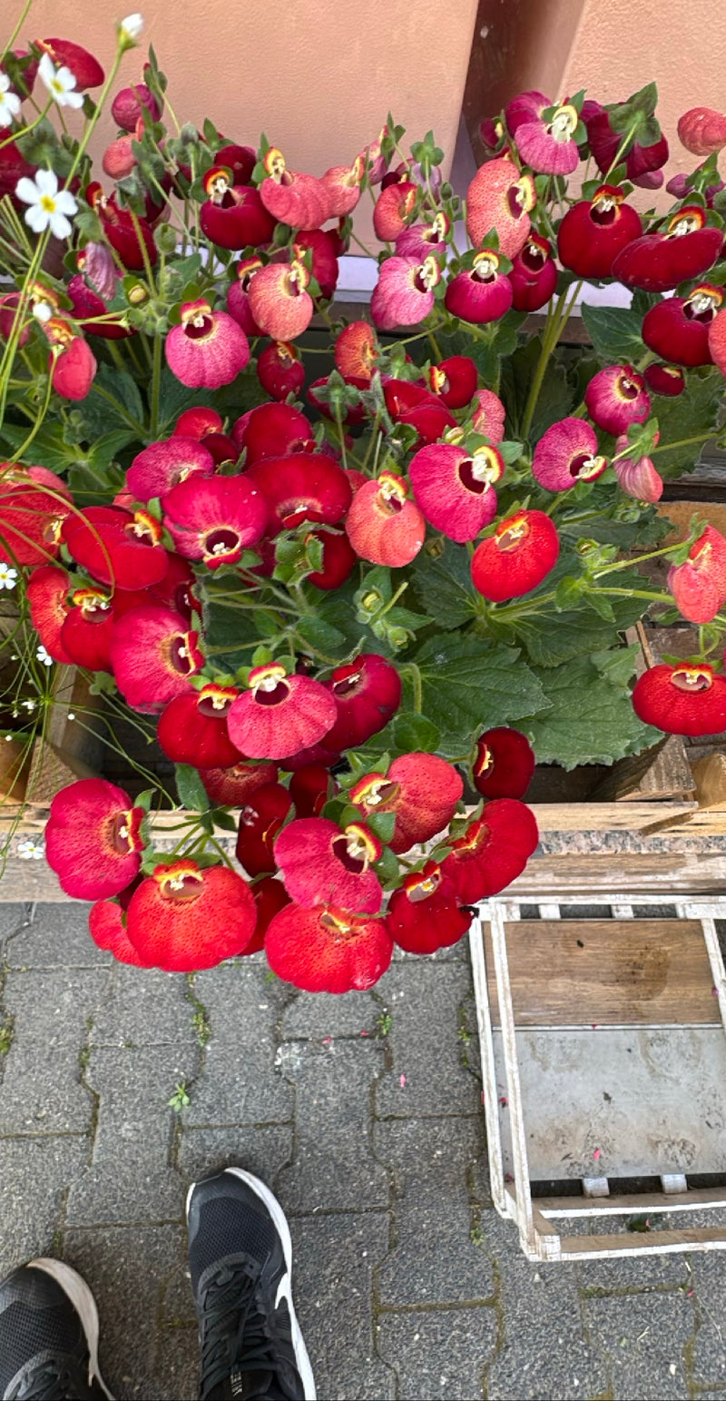 Fiore di pantofola — Bild 1
