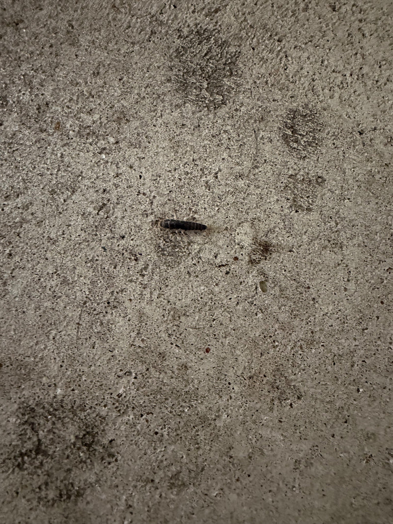 L'immagine mostra un pesciolino d'argento che cammina su un pavimento di pietra chiara.