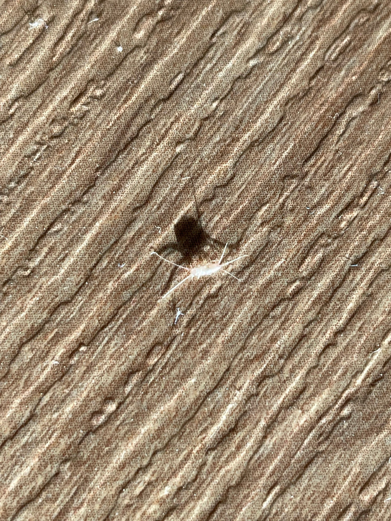Un singolo pesciolino d'argento è seduto su una superficie strutturata con lunghi appendici caratteristici. L'insetto è chiaramente riconoscibile.