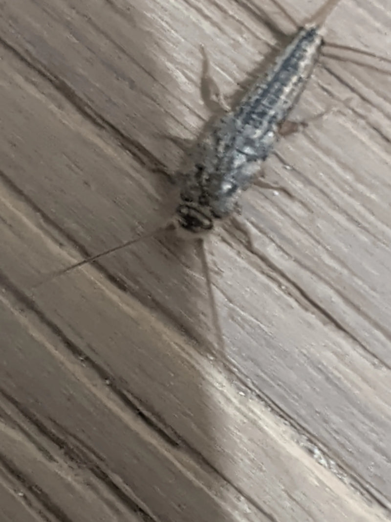 Un pesciolino d'argento delle carte (Ctenolepisma longicaudatum) poggia su una superficie di legno venato ripreso dall'alto.