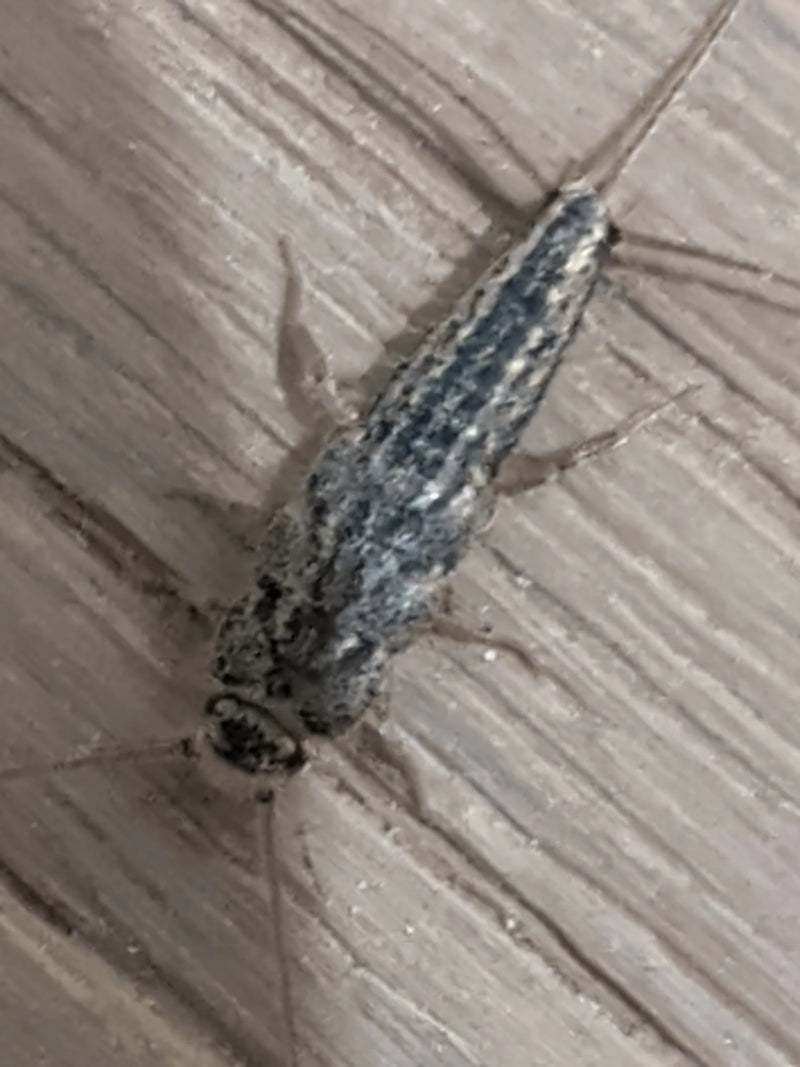 Un pesciolino d'argento delle case (Ctenolepisma longicaudatum) è posato con vista dorsale su un pavimento effetto legno.
