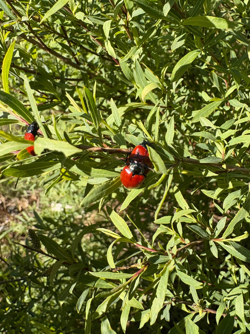 Due colotteri della pioppo con caratteristiche elitre rosse e pronoto nero riposano sulle foglie verdi di un arbusto. Si trovano in un ambiente naturale e so...
