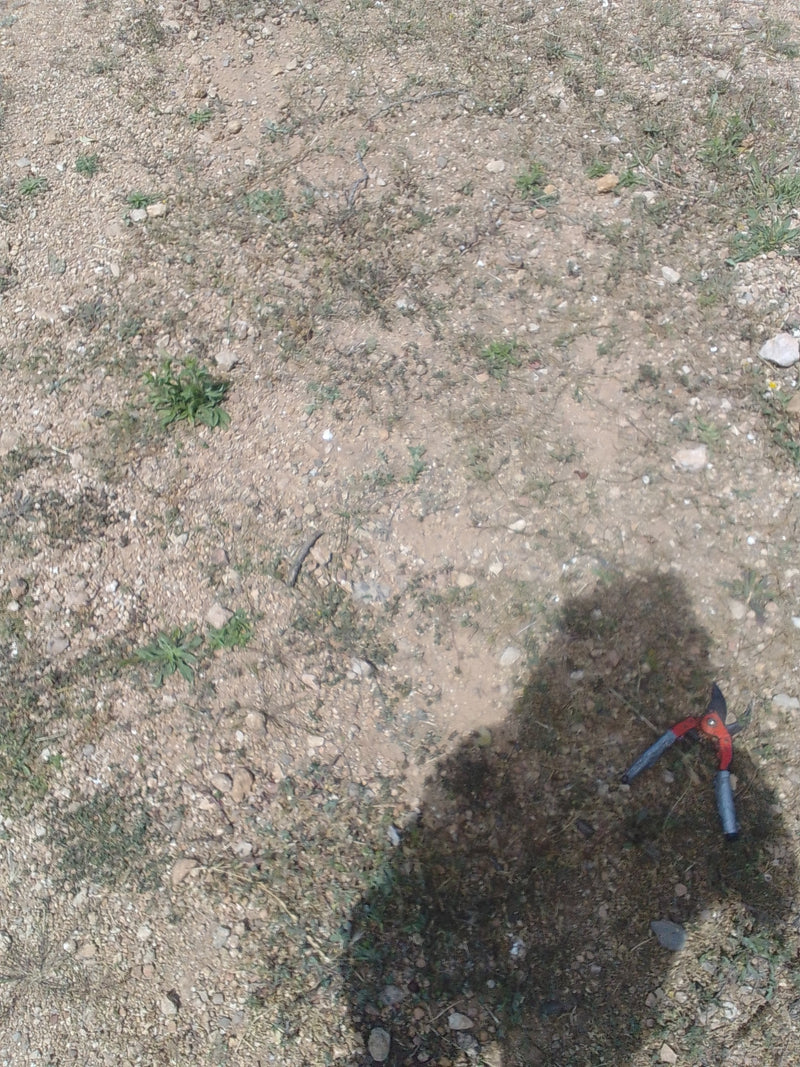 Scarabeo delle foglie di pioppo — Bild 1